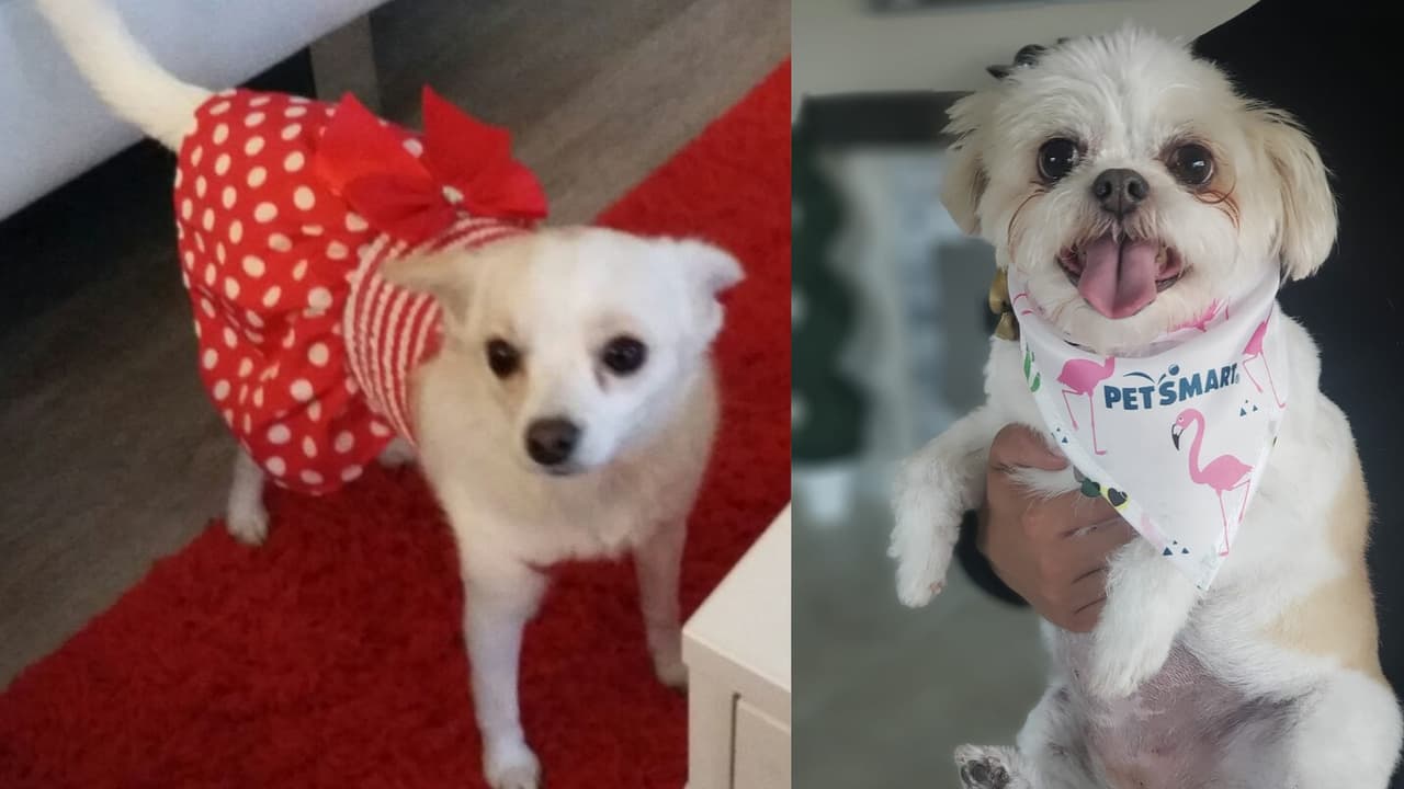 Estas son Pepita y Luna las perritas que Laura Sierra rescató