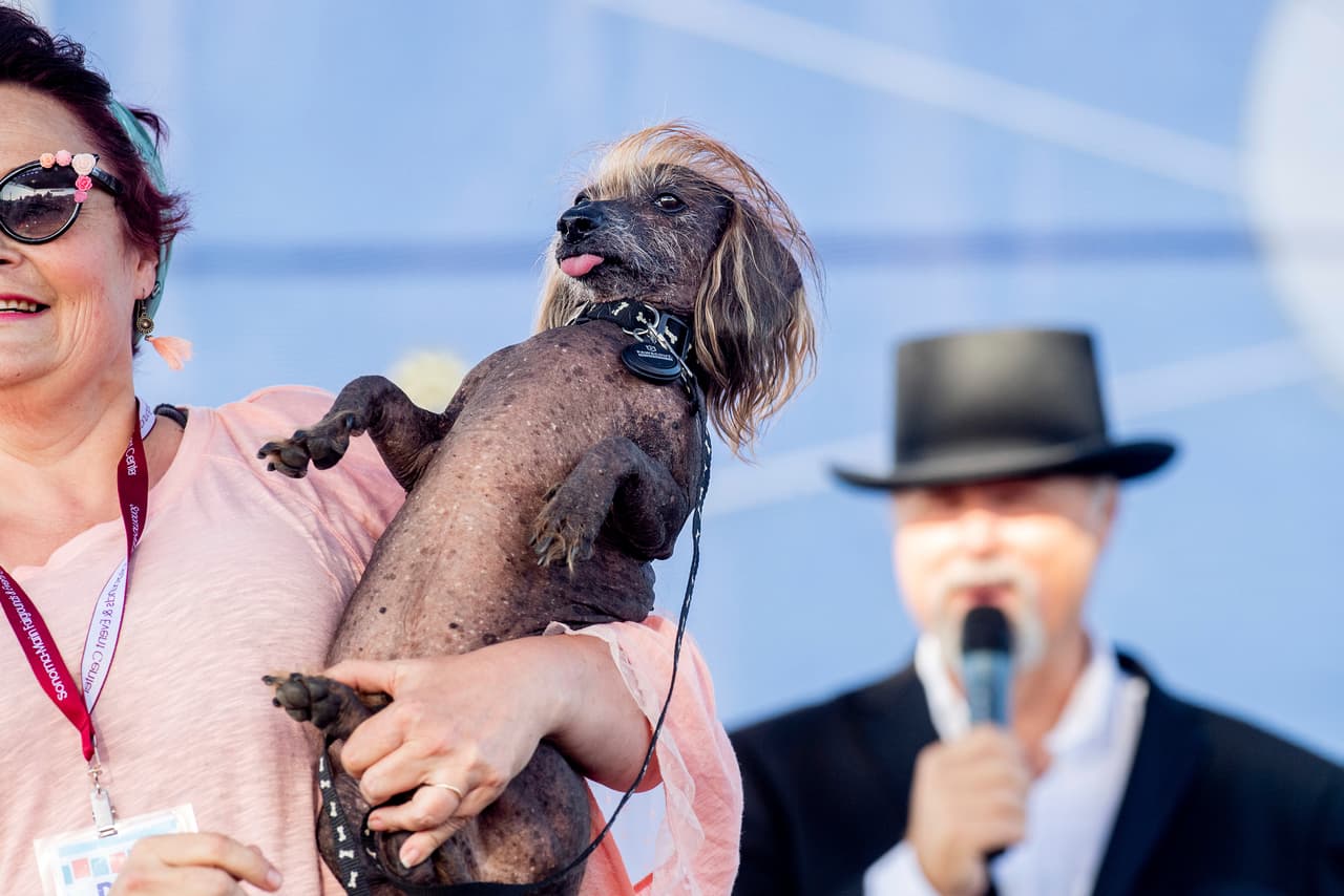 'Himisaboo' fue otro perrito que concursó por el primer puesto. Dato curioso: gracias a su peculiar peinado se le conoce como 'Trump Dog'.
<br>