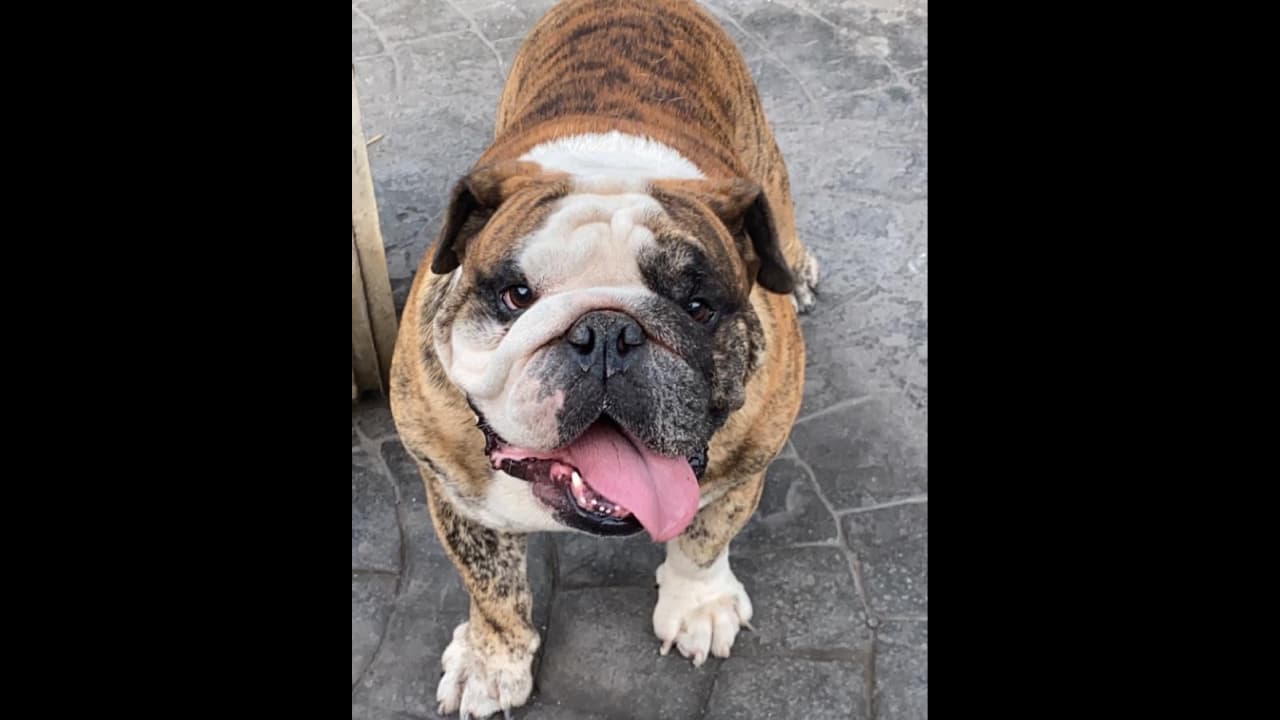 Arturo Carmona enfrenta muerte de mascota y se despide