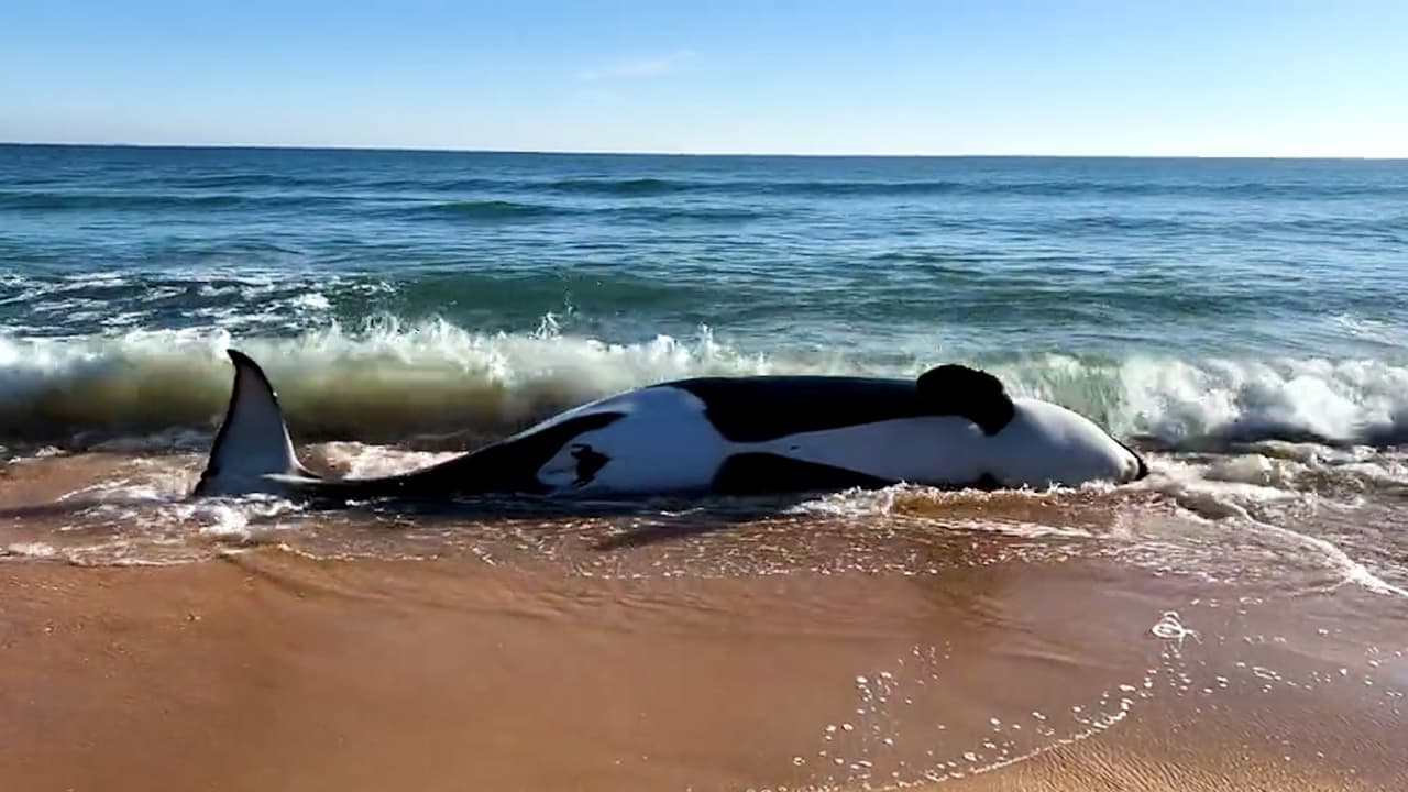 <a href="https://www.univision.com/local/orlando-wven/hallan-ballena-orca-muerta-playa-condado-flager-florida">Una ballena de 21 pies de largo murió tras quedar varada este miércoles</a> en Jungle Hut Park, condado Flagler. Expertos en vida marina acudieron al área en Palm Coast para removerla y realizar su necropsia.