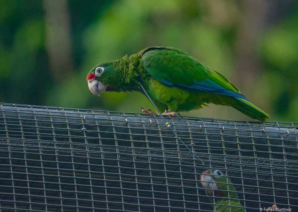 La cotorra puertorriqueña mide 29 cm de largo y su peso promedio es de 270 gramos.