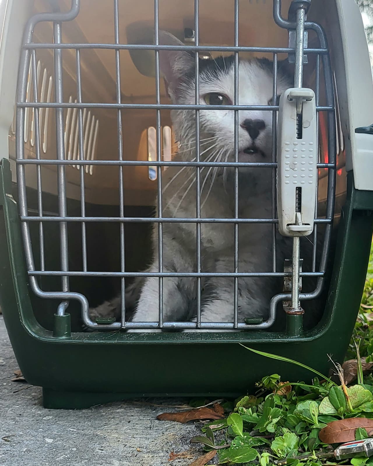 Los bomberos sacaron tres gatos de la casa en llamas pero uno de ellos murió por las condiciones que había en el lugar.
