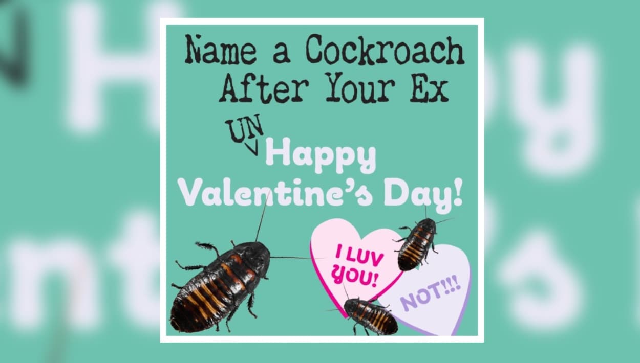 ¿Te rompieron el corazón? Bautiza a una cucaracha con el nombre de esa persona cero especial