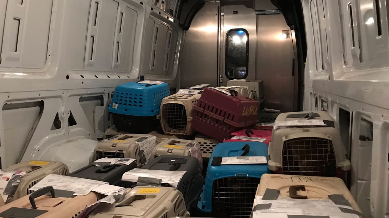 El 28 de agosto salieron de Houston con rumbo a Luisiana con la intención de rescatar a 100 perros y gatos.