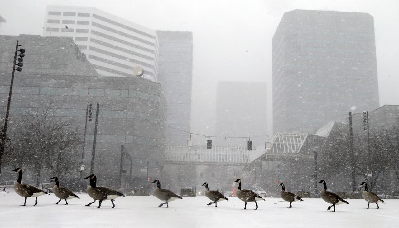 Caly, la primera tormenta invernal, está provocando fuertes nevadas en algunos estados como Washington y Oregon. Además está provocando una fuerte bajada de temperaturas, en algunos lugares de hasta 20 grados. En la imagen, una fila de gansos camina en un parque bajo la nieve en Portland, Oregon.