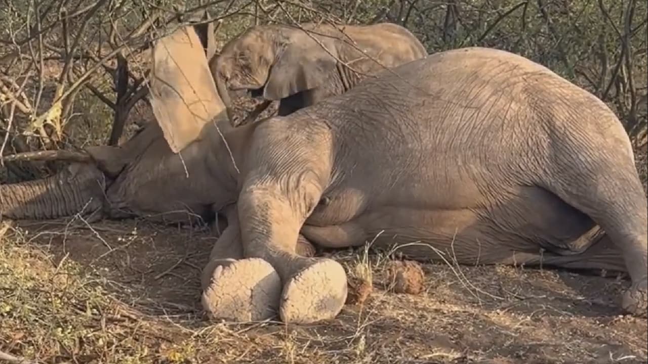 Bebé elefante intenta despertar a su mamá muerta y hace llorar a Internet.
