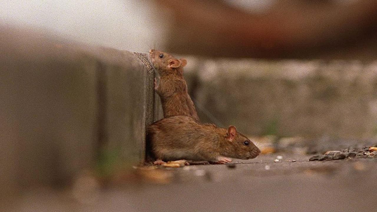 Una plaga de ratas invade un pueblo costero: están hambrientas y se comen todo lo que encuentran a su paso