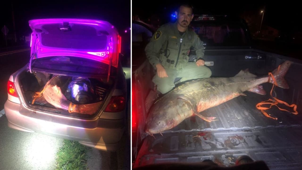 Encuentran un gran esturión en la cajuela de un auto y descubren una red de tráfico silvestre