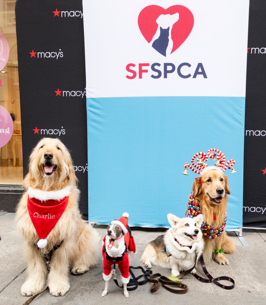 Los horarios de visita serán de 12:00 pm a 5:00 pm, brindando a los visitantes la oportunidad de conocer y conectarse con las adorables mascotas en exhibición.