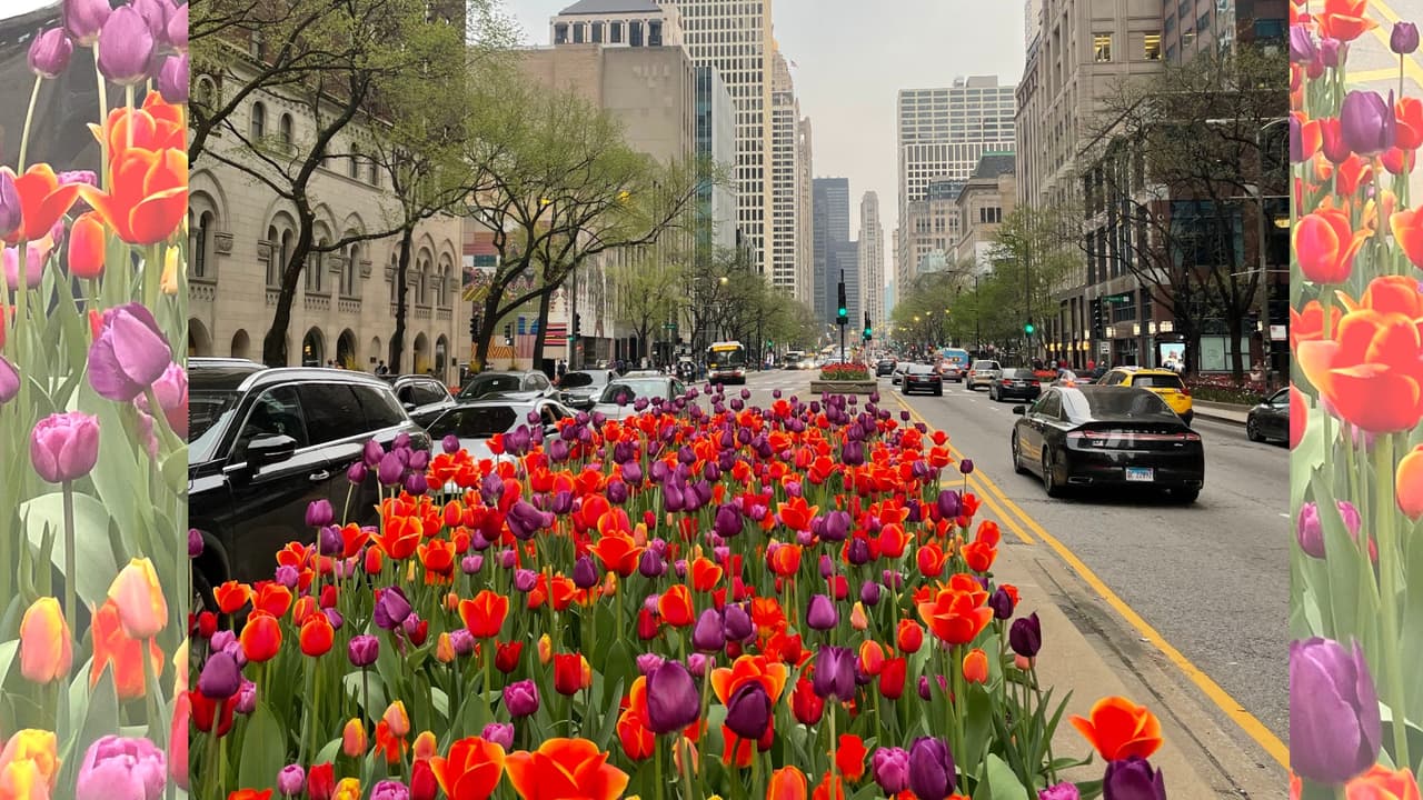 Estas flores adornarán las calles del centro de la ciudad hasta el fin de semana de Recordación en la última semana de mayo. Así que quedan unas 2 o 3 semanas más para disfrutar de este espectaculo de la naturaleza.