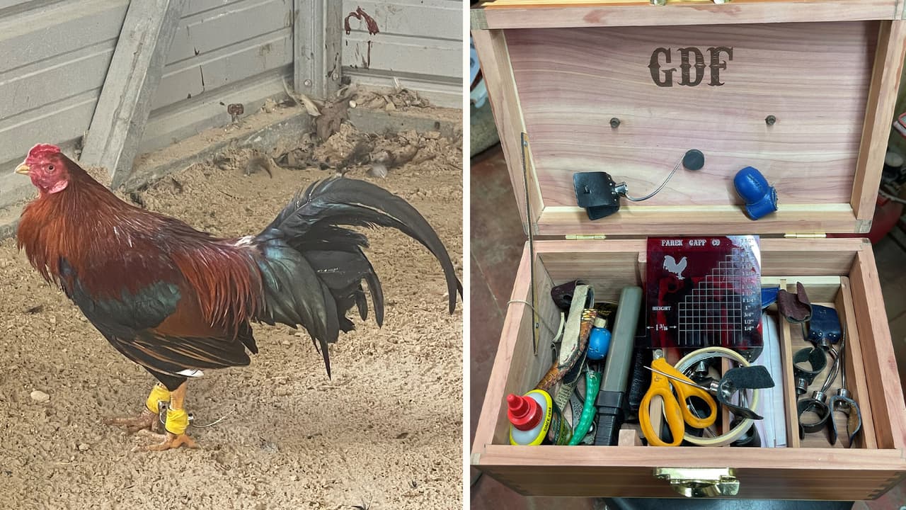 Las autoridades decomisaron más de 200 gallos de pelea y gallinas al noreste de la ciudad de Houston. Las aves fueron trasladadas a la sociedad protectora de animales para ser evaluadas.