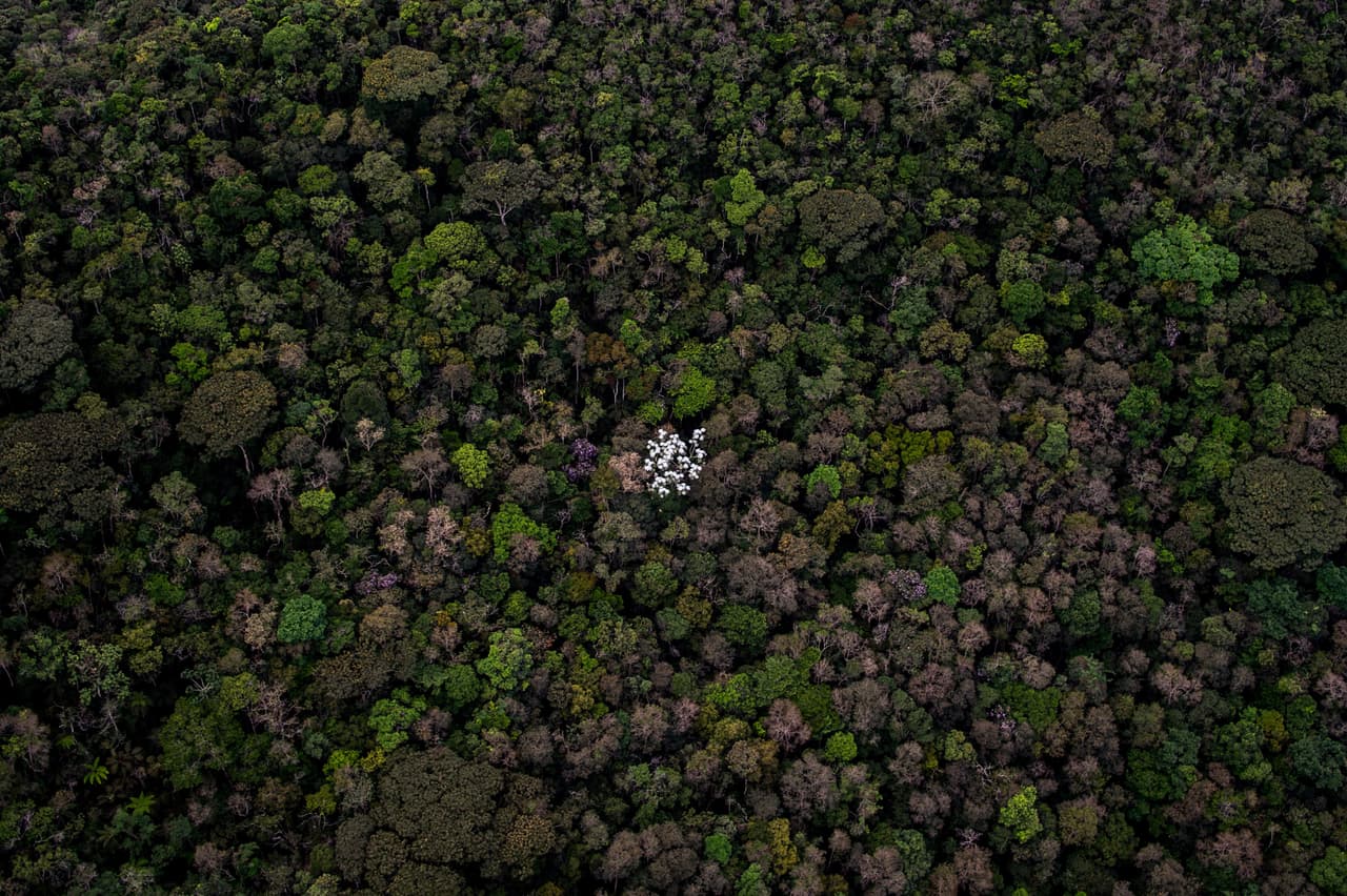 LA SELVA INFINITA. El Amazonas representa más de la mitad de las selvas tropicales que quedan en el planeta. Tiene un bosque de unos 6 millones de kilómetros cuadrados que se encuentran dentro de 9 países: 60% de la superficie está en Brasil, y el resto está en Perú, Colombia, Venezuela, Ecuador, Bolivia, Guyana, Surinam y la Guayana francesa. Por la densidad y variedad de especies naturales que da cobija, en noviembre del 2011, la selva amazónica fue declarada como una de las siete maravillas naturales del mundo.