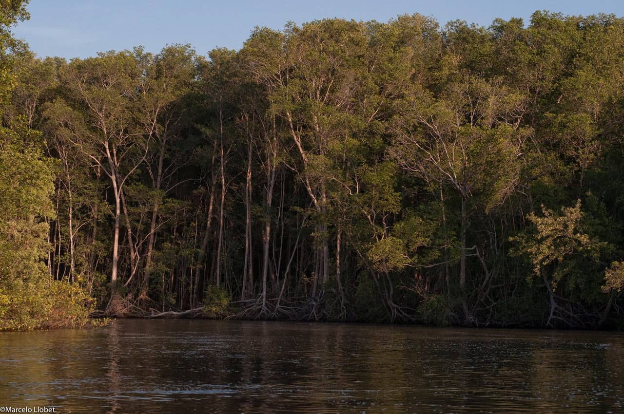 EL BOSQUE SECO. Los boques secos son de los menos conocidos y en mayor peligro. Crecen en áreas que no reciben lluvia durante muchos meses del año y, por ello, los árboles botan las hojas para ahorrar energía. Antes era abundante en toda la costa oeste de Latinoamérica, pero ahora solo hay pocos remanentes, como en Costa Rica. La falta de verdor durante una parte del año, así como el tipo de suelo y la temperatura, hace que muchas personas no los reconozcan como bosques.