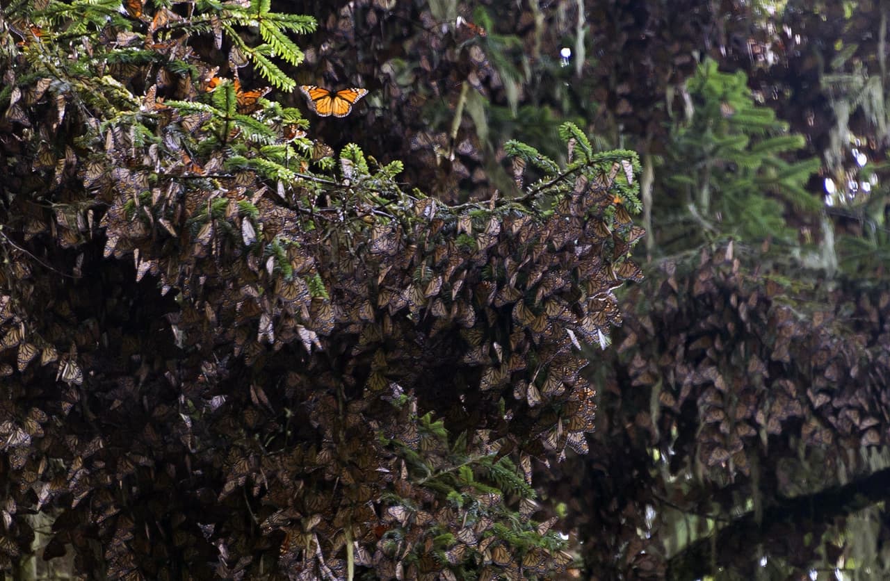 "BOSQUE DE MARIPOSAS". El Santuario El Rosario es el mayor de los refugios de hibernación de las mariposas monarca (Danau plexippus) en México, y por tanto, del mundo. En estas montañas de pinos y oyamel (abetos) se concentra en invierno la casi totalidad de mariposas de Norteamérica. Si bien no es un bosque de mariposas, muchos de estos árboles está cubiertos por ellas en su extraordinaria migración anual.