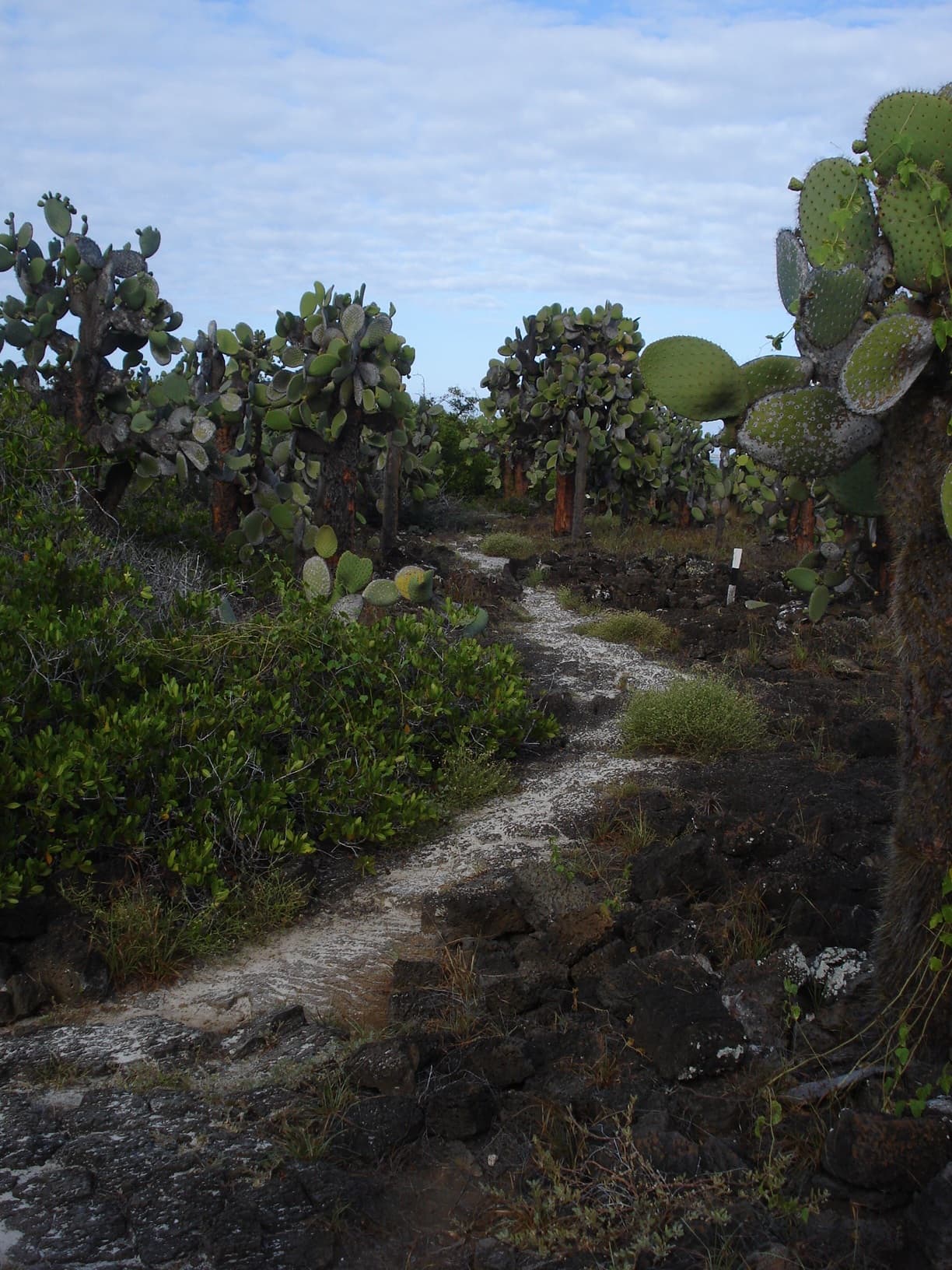 BOSQUE DE LAS GALÁPAGOS. En la vegetación de Galápagos hay fabulosos ejemplos de la evolución de estas Islas de origen volcánico. Hay muchas especies que son endémicas, todas muy bien adaptadas al clima tropical y seco. En este archipiélago hay 560 especies de plantas en Galápagos, de los cuales alrededor de un tercio son únicas. Allí hay cactus gigantes, árboles de tomate y el endémico "árbol de margarita"