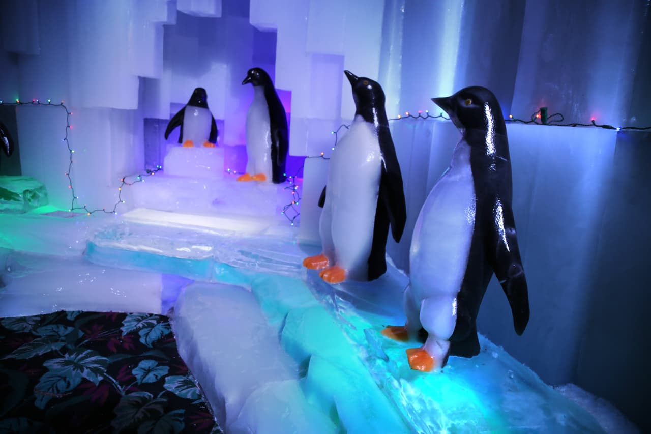 Un grupo de elegantes pingüinos cierra la exhibición.