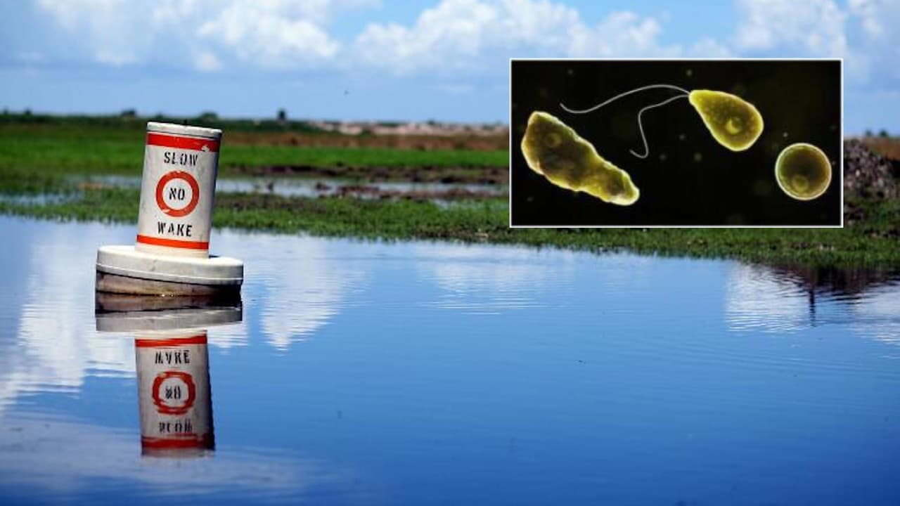 Cuidado con la peligrosa ameba "come cerebros" que vive en el agua