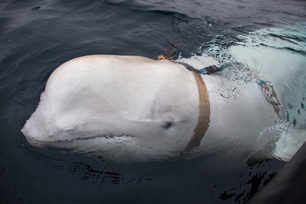 Unos marineros noruegos tuvieron una gran sorpresa al encontrarse con una amistosa ballena beluga, pero más se sorprendieron cuando descubrieron que tenía puesto un arnés ajustado en el que se podía leer 'Equipo San Petersburgo'. Además, parecía que el artilugio estaba preparado para que llevara una cámara. 
<br>