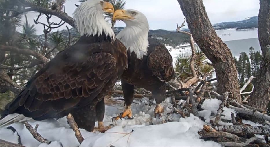 Y es que la pareja de águilas calvas se convirtió en la primera en su especie en ser captada por una cámara en tiempo real.