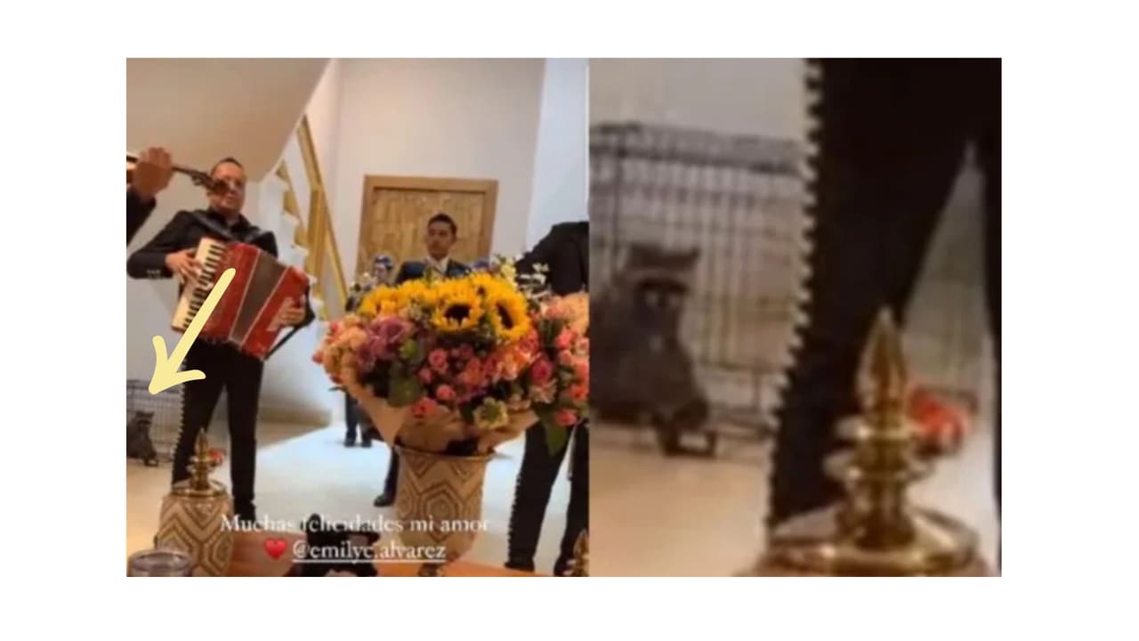 Emily Álvarez tendría un mapache como mascota.