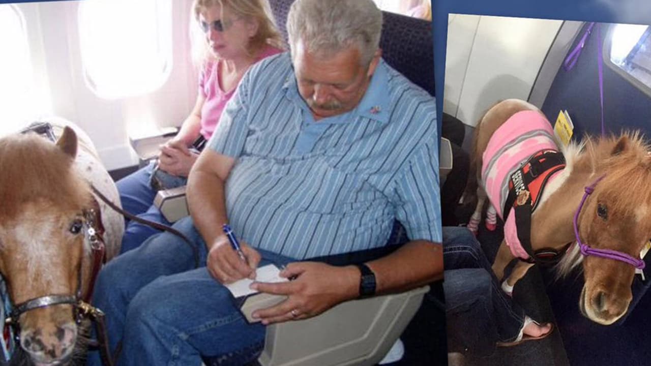 Los caballos miniatura hacen parte de los "animales de servicio más comúnmente reconocidos", según el Departamento de Transporte. En la foto está Confetti en un vuelo de Delta en 20014.
