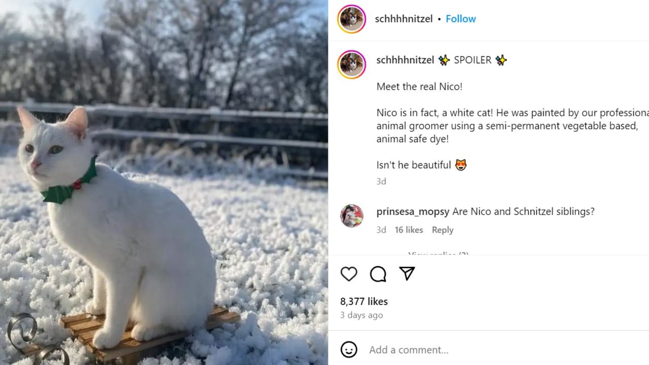 Nico usó maquillage vegetal para interpretar a Frodo.