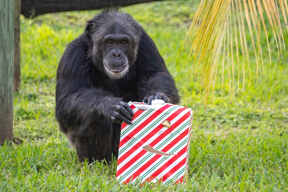 Los animales del zoológico de Miami recibieron sus regalos de navidad.