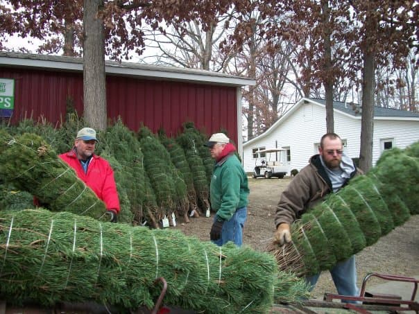 Después de haber visitado el centro de Indiana, ve a una granja de árboles de Navidad cercana y corta tu propio árbol.