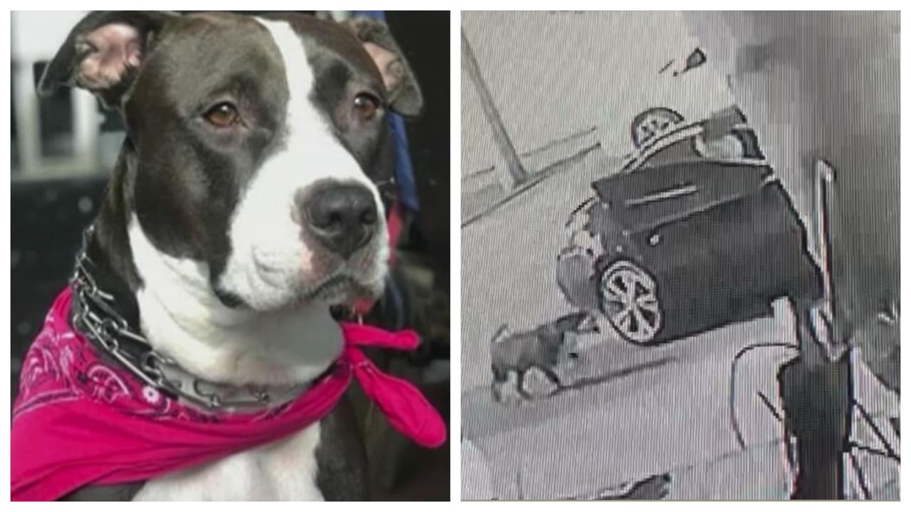 Mujer se baja de un Mercedes Benz en Hialeah y se roba un perro: su dueña pide ayuda para encontrarlo