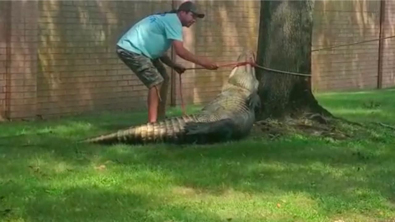 Este animal de unas 1,100 libras de peso jamás se había visto antes en esta área.