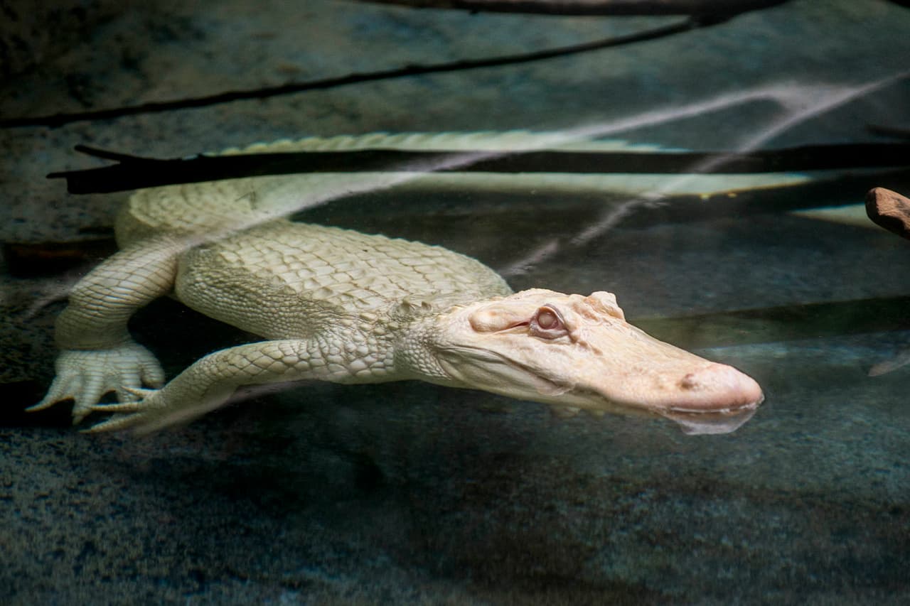 Snowflake, un caimán albino estadounidense de 7 pies de largo, residirá en el hábitat del pantano del Brookfield Zoo hasta septiembre. Los caimanes albinos son extremadamente raros, solo unos 100 existen en el mundo.