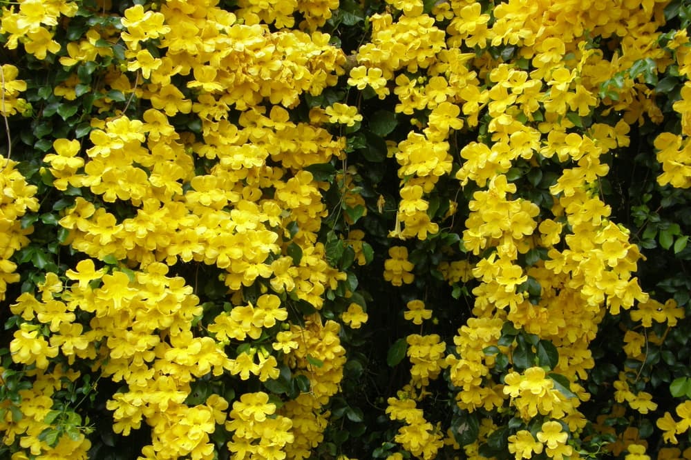 Y es que la uña de gato, también conocida como el garabato amarillo, realmente se llama "uncaria tomentosa", y es una bella planta que crece en regiones de América del Sur con clima tropical, como Bolivia, Perú, Colombia, Venezuela y muchos más.