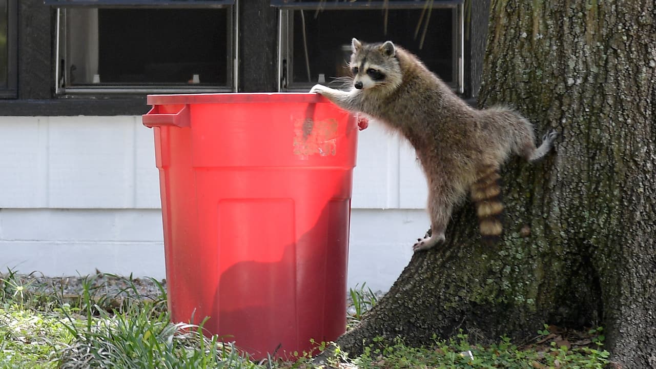 Emiten alerta por mapaches con extraño moquillo en el suburbio de Riverside al oeste de Chicago