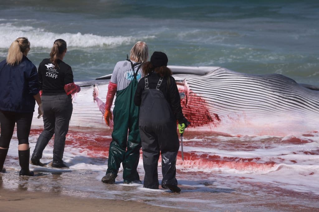 Este domingo 11 de agosto, tomaron varias muestras del cuerpo como parte de la necropsia del animal.