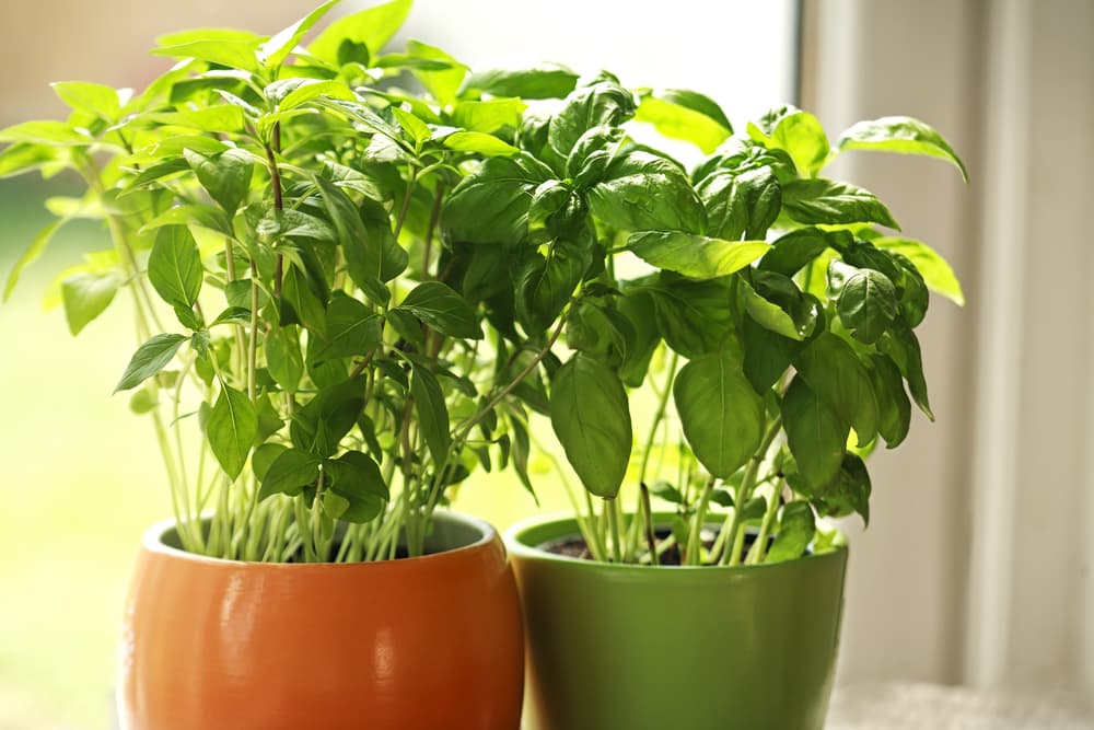 Son fáciles de obtener hierbas aromáticas como el orégano, la albahaca, el cundiamor, las hojas de laurel, el tomillo, la menta. Ese toque verde mantiene el centro de tu atención en lo que nuestra Madre Tierra nos regala.