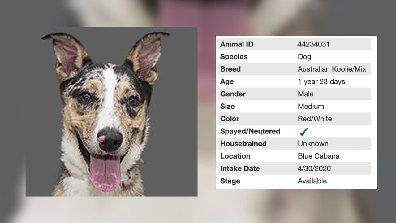 Si lo que buscas es un perrito mediano aquí tienes a Luke que tiene 1 año.