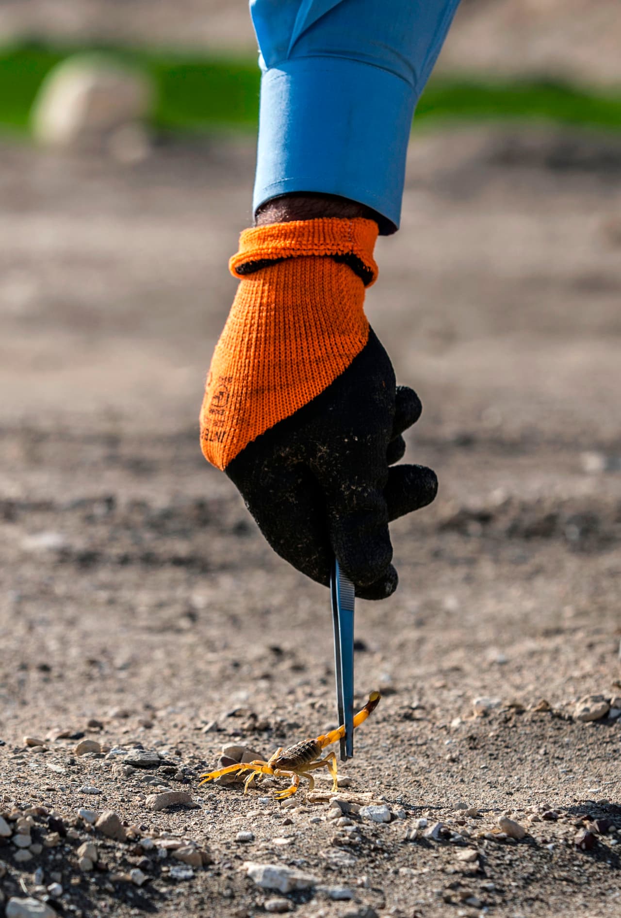 De acuerdo con la Secretaría de Salud de México, en ese país se tienen detectadas 220 especies de alacranes, de las cuales 
<b><a href="http://www.cenaprece.salud.gob.mx/descargas/pdf/PAE_PrevencionControlIntoxicacionPicaduraAlacran2013_2018.pdf" target="_blank">8 de ellas presentan "alta toxicidad"</a></b> para el ser humano. 
<br>