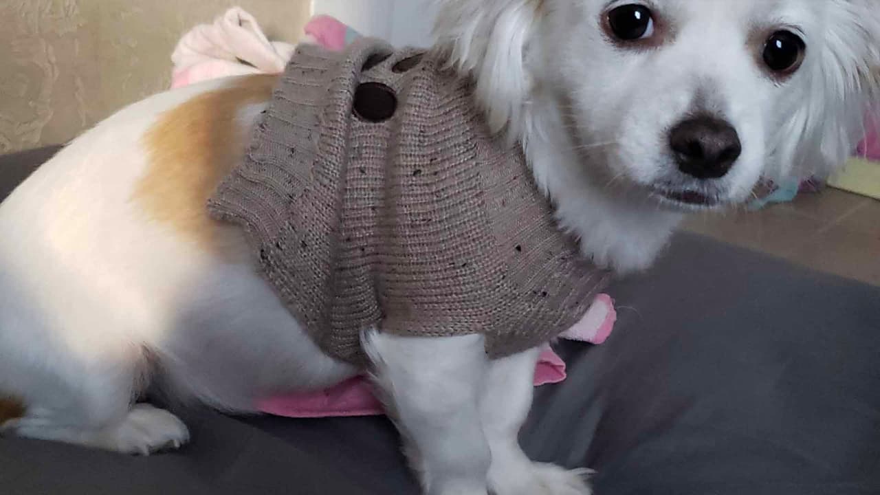 Ana Cristina Zavala publicó una foto de su mascota en el Facebook de Univision 45.