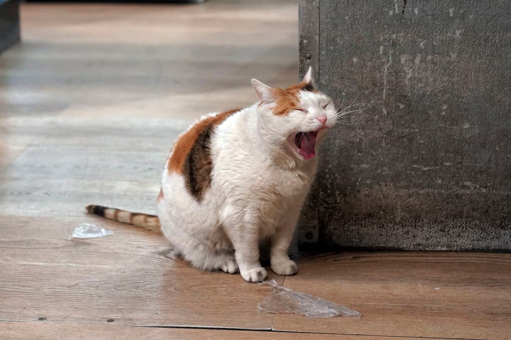 Mientras las autoridades mantienen sus protocolos de inspección, la comunidad continúa mostrando su apoyo a estos trabajadores felinos no oficiales que se han convertido en parte integral del paisaje comercial de la ciudad. Marshmallow bosteza mientras recorre los pasillos de Deli & Grill, en el Upper East Side de Nueva York.