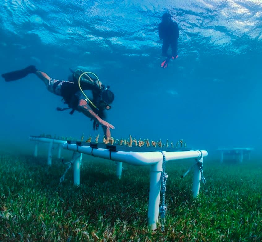 Uno de los trabajos realizados por su equipo fue la instalación de arrecifes impresos en tecnología 3D para recuperar los corales en zonas afectadas.