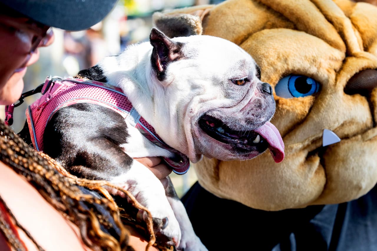 Truffles, un micro bulldog de 6 años, se prepara para competir en el concurso del perro más feo del mundo en la feria del condado Sonoma, en Santa Rosa, California, el viernes 8 de agosto de 2025.
