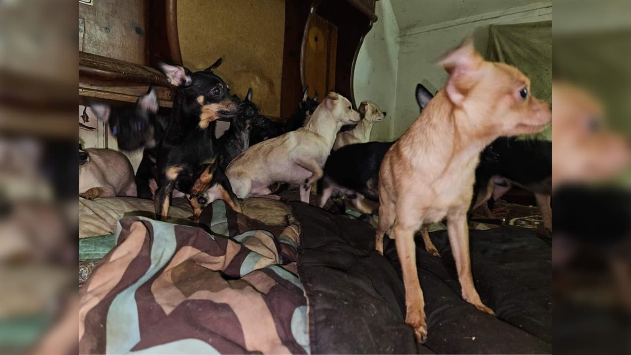 <b>Más de 80 animales</b>, entre 
<b>perros y gatos</b>, fueron 
<b>rescatados de una vivienda de Indiana</b> donde se encontraban en condiciones de hacinamiento.