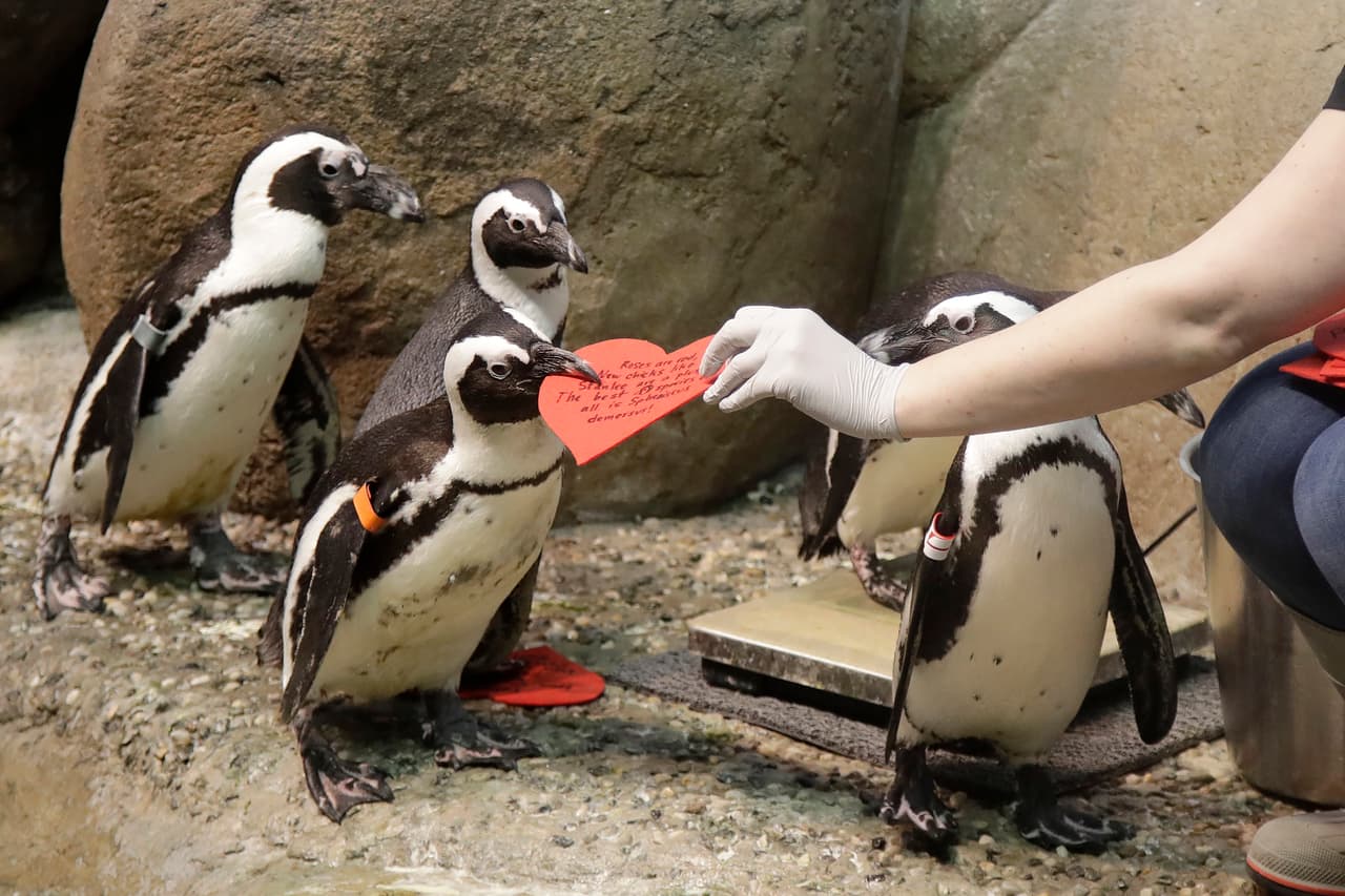 La actividad forma parte del programa de reproducción de especies en cautiverio de la Academia de Ciencias de California y se realiza año con año.