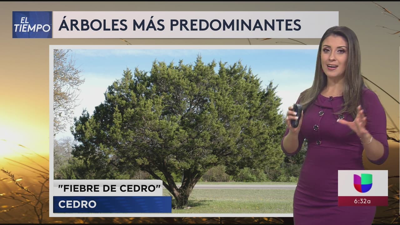 Estos son los árboles más comunes que alborotan las alergias en San Antonio