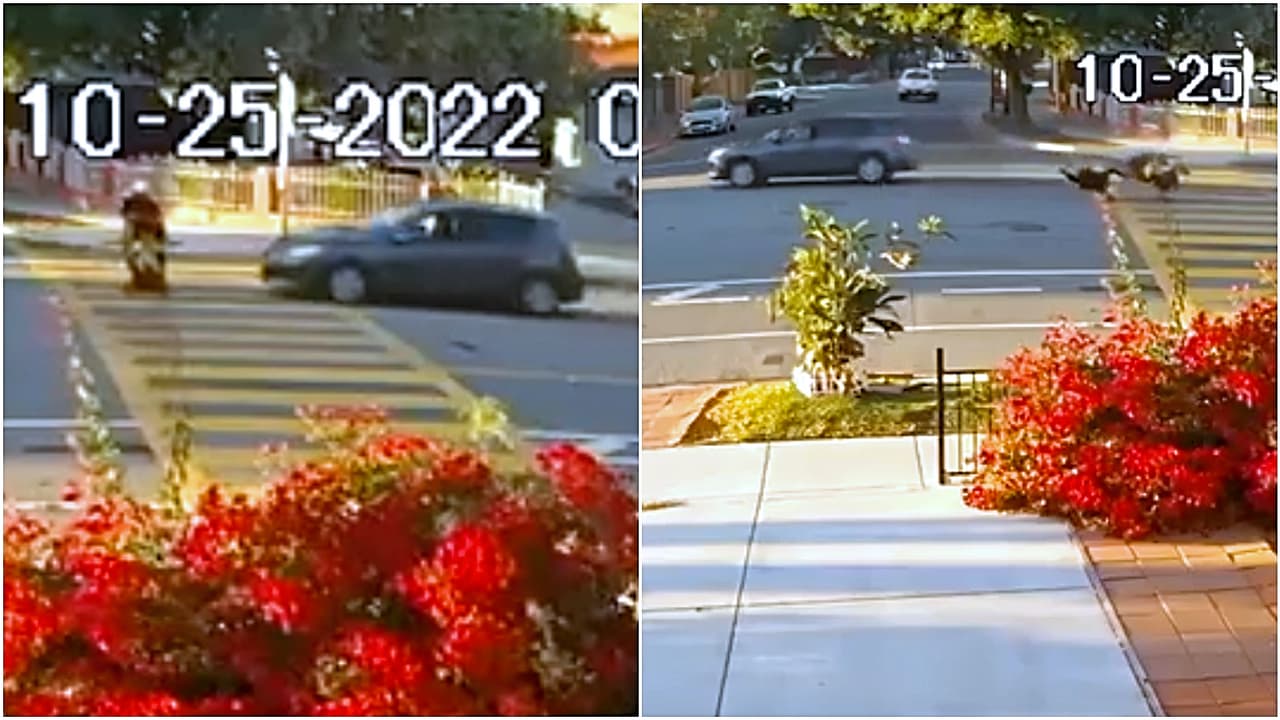 Arrestan a conductora que se fugó tras atropellar a una abuela y su nieto de 3 años en San José