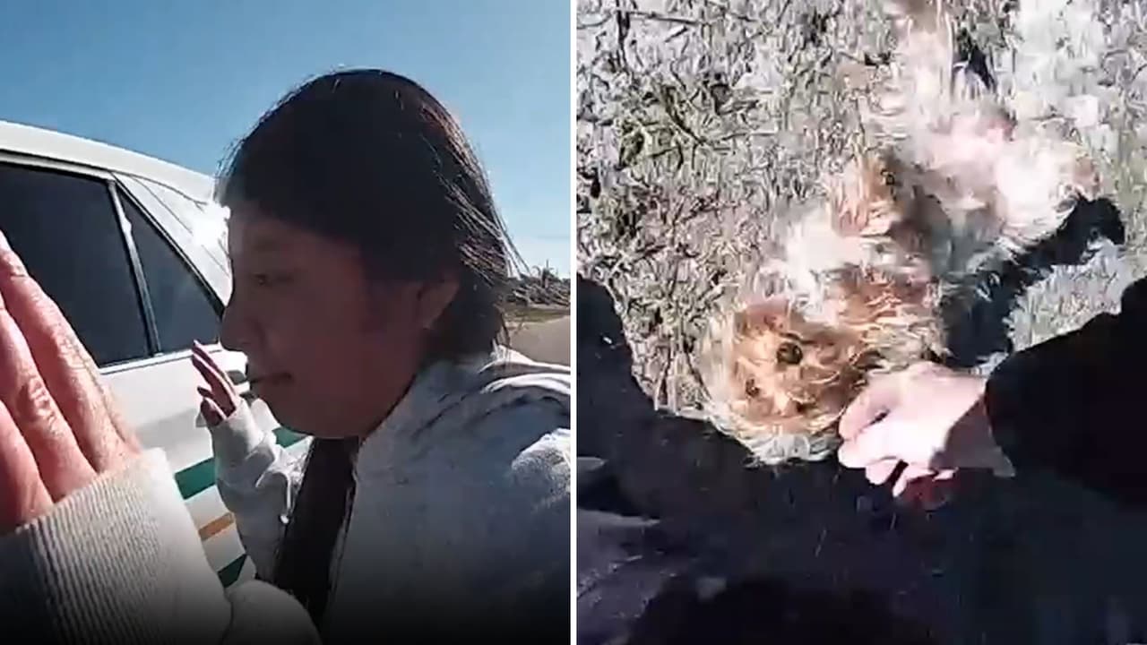 Hispana es acusada de huir de un choque y atacar a tres perros