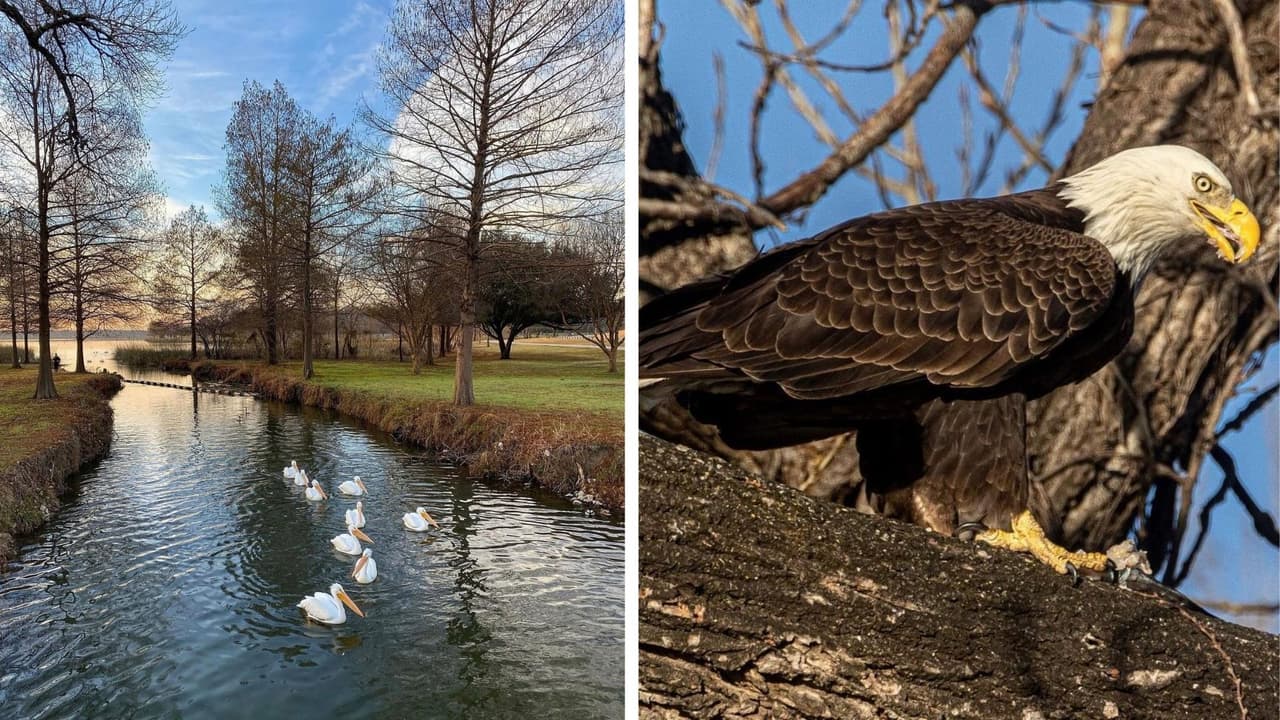 El biólogo dice que
<b>White Rock Lake es un buen hábitat para las águilas </b>pues tiene varios recursos naturales disponibles. Además, que la mayoría de los grandes lagos de Texas tienen una pareja de águilas reproductoras.