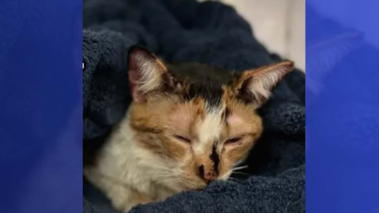 Tres jóvenes pisotean a una gatita; la Policía de Dallas les busca