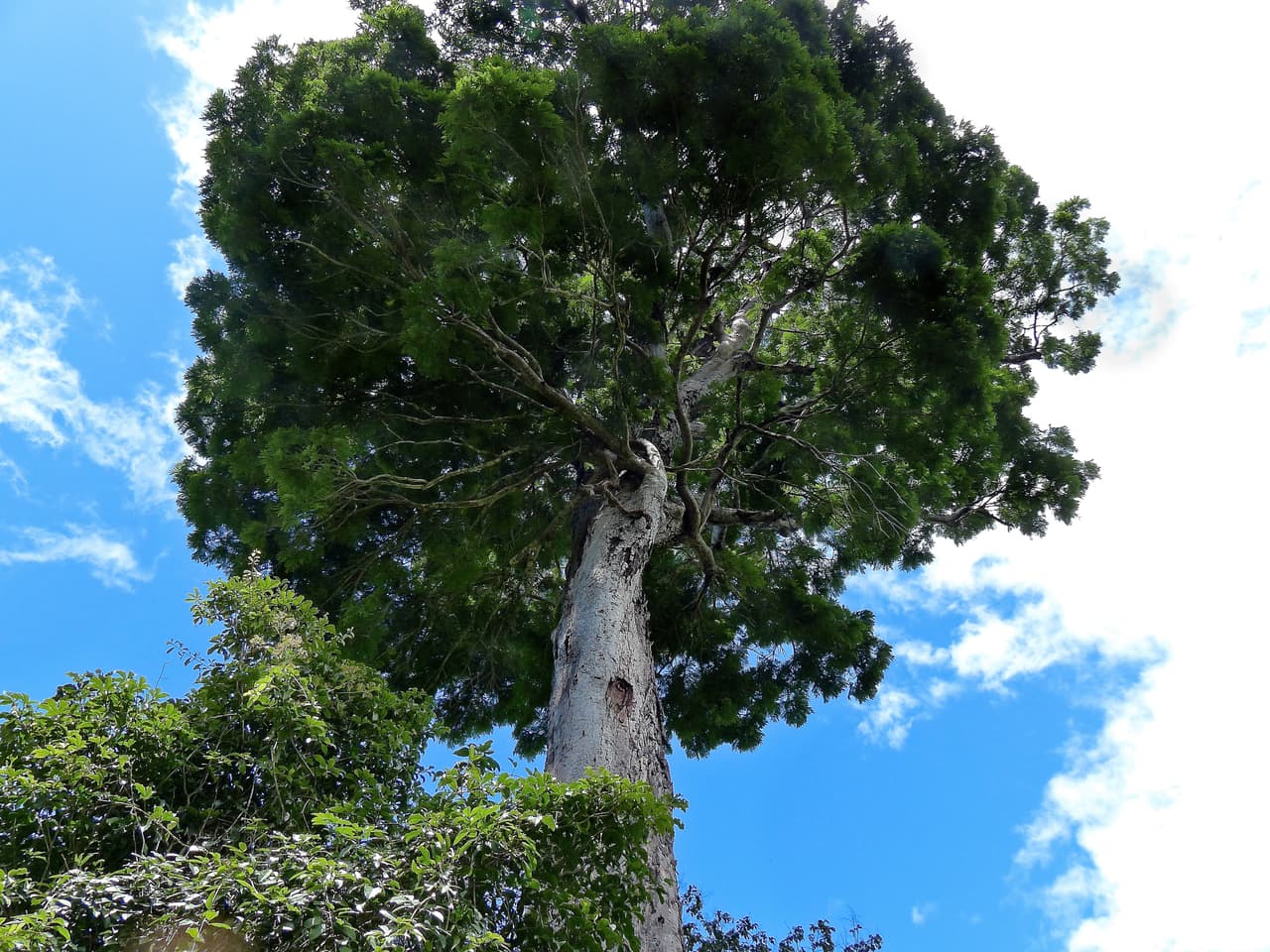 Dinizia jueirana-facao. Este árbol de más de 40 metros de altura fue encontrado en la costa atlántica de Brasil, más de 400 millas al norte de Río de Janeiro, en una reserva forestal del estado de Espíritu Santo