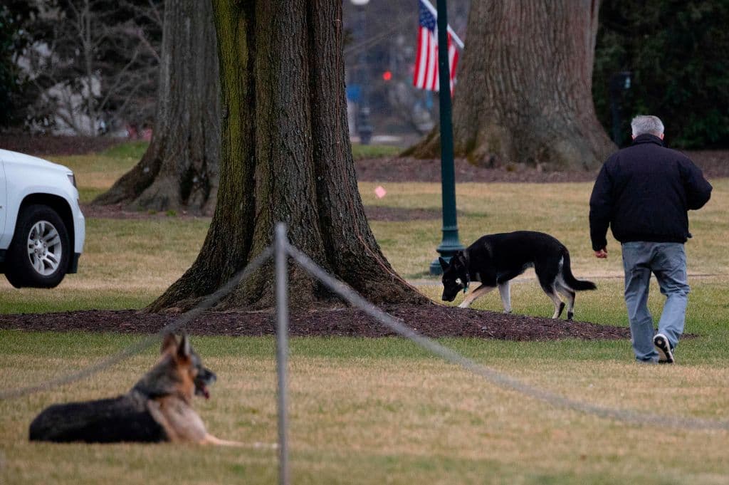 Major y Champ, las mascotas de Joe Biden, son devueltos a Delaware tras un “incidente agresivo”, reporta CNN